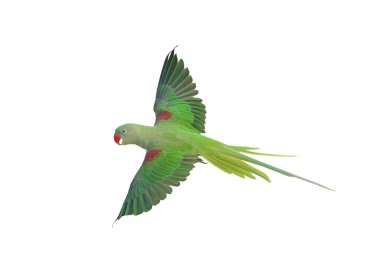 Renkli uçan Alexandrine papağanı beyaz arkaplanda kırpma yolu ile izole edilmiş..