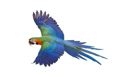 Renkli uçan Catalina Macaw papağanı kırpma yolu ile beyaz arka planda izole edildi.