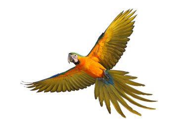 Renkli uçan Catalina Macaw papağanı kırpma yolu ile beyaz arka planda izole edildi.