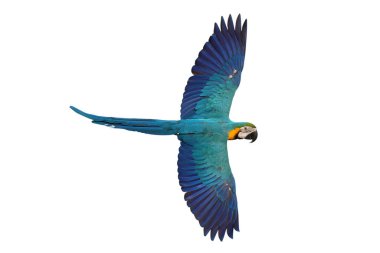 Renkli uçan Mavi ve Altın makav papağanı kırpma yolu ile beyaz arka planda izole.