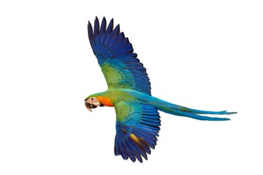 Renkli uçan Catalina Macaw papağanı kırpma yolu ile beyaz arka planda izole edildi.