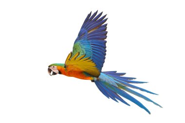 Renkli uçan Catalina Macaw papağanı kırpma yolu ile beyaz arka planda izole edildi.