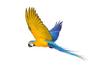 Renkli uçan Mavi ve Altın makav papağanı kırpma yolu ile beyaz arka planda izole.