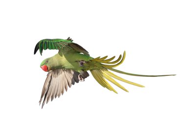 Renkli uçan Alexandrine papağanı beyaz arkaplanda kırpma yolu ile izole edilmiş..