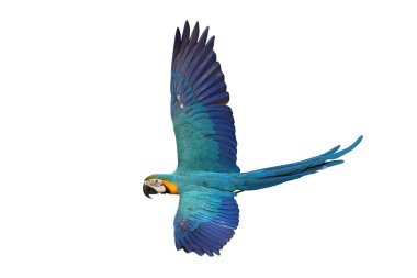 Renkli uçan Mavi ve Altın makav papağanı kırpma yolu ile beyaz arka planda izole.