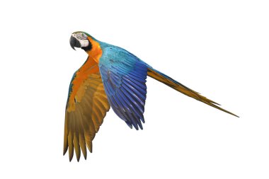 Renkli uçan Mavi ve Altın makav papağanı kırpma yolu ile beyaz arka planda izole.