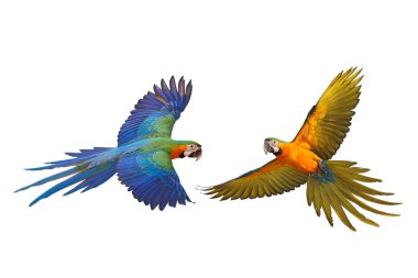 Catalina Macaw papağanının önü ve arkası beyaz arka planda izole edilmiş..