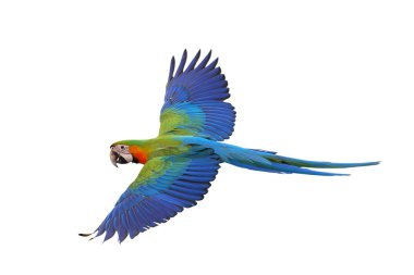 Renkli uçan Catalina Macaw papağanı kırpma yolu ile beyaz arka planda izole edildi.