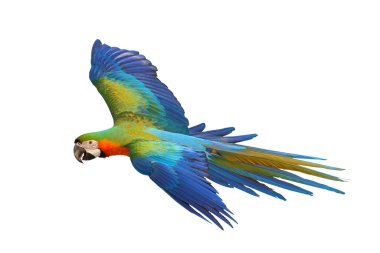 Renkli uçan Catalina Macaw papağanı kırpma yolu ile beyaz arka planda izole edildi.