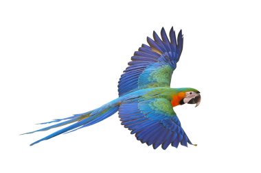 Renkli uçan Catalina Macaw papağanı kırpma yolu ile beyaz arka planda izole edildi.