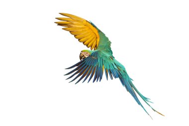 Renkli uçan Mavi ve Altın makav papağanı kırpma yolu ile beyaz arka planda izole.