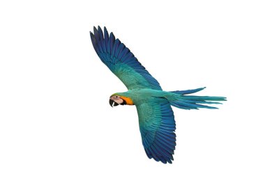 Renkli uçan Mavi ve Altın makav papağanı kırpma yolu ile beyaz arka planda izole.