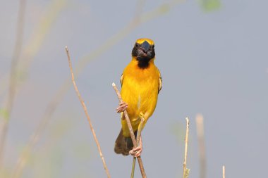 A colorful Asian golden weaver bird perches on a branch and looks for food.