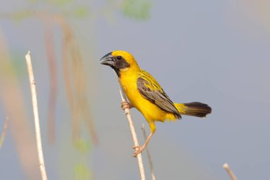 A colorful Asian golden weaver bird perches on a branch and looks for food.