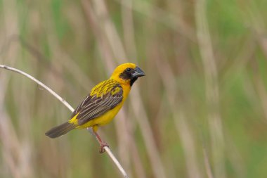 A colorful Asian golden weaver bird perches on a branch and looks for food.