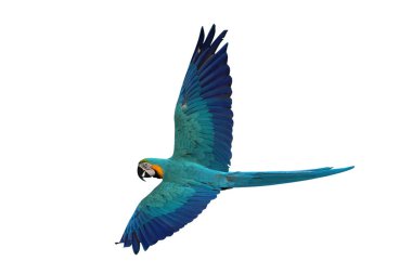 Renkli uçan Mavi ve Altın makav papağanı kırpma yolu ile beyaz arka planda izole.