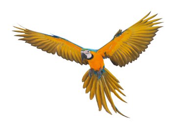 Renkli uçan Mavi ve Altın makav papağanı kırpma yolu ile beyaz arka planda izole.