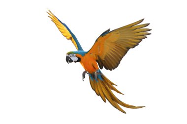 Renkli uçan Mavi ve Altın makav papağanı kırpma yolu ile beyaz arka planda izole.