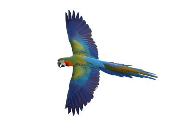 Renkli uçan Catalina Macaw papağanı kırpma yolu ile beyaz arka planda izole edildi.