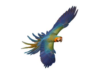 Renkli uçan Catalina Macaw papağanı kırpma yolu ile beyaz arka planda izole edildi.