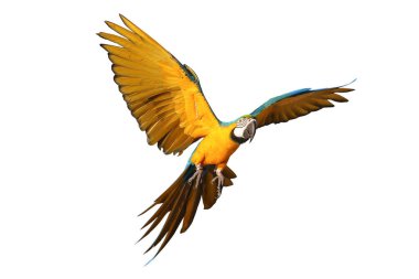 Renkli uçan Mavi ve Altın makav papağanı kırpma yolu ile beyaz arka planda izole.