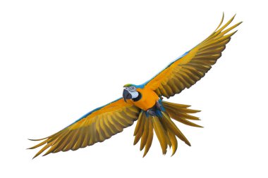 Renkli uçan Mavi ve Altın makav papağanı kırpma yolu ile beyaz arka planda izole.