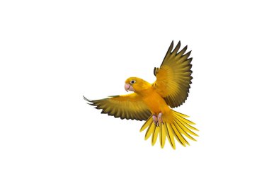 Renkli uçan Altın Conure papağanı kırpma yolu ile beyaz arka planda izole edildi.