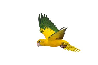 Renkli uçan Altın Conure papağanı kırpma yolu ile beyaz arka planda izole edildi.