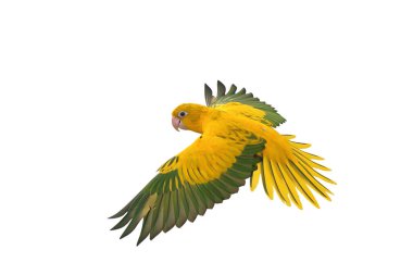 Renkli uçan Altın Conure papağanı kırpma yolu ile beyaz arka planda izole edildi.