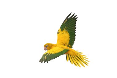 Renkli uçan Altın Conure papağanı kırpma yolu ile beyaz arka planda izole edildi.