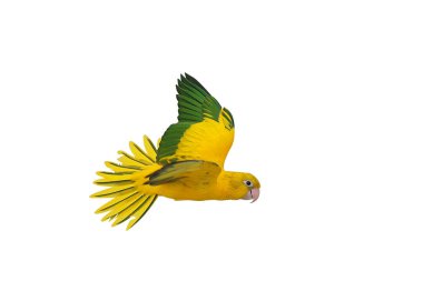 Renkli uçan Altın Conure papağanı kırpma yolu ile beyaz arka planda izole edildi.