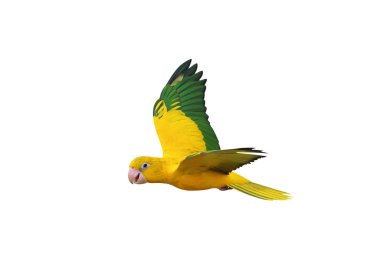 Renkli uçan Altın Conure papağanı kırpma yolu ile beyaz arka planda izole edildi.