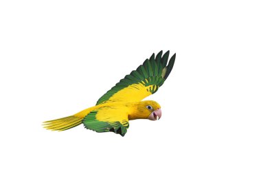 Renkli uçan Altın Conure papağanı kırpma yolu ile beyaz arka planda izole edildi.