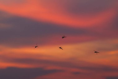 Bir yusufçuk sürüsü güzel bir alacakaranlık arka planına doğru uçuyor..