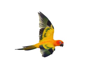 Renkli uçan Güneş Conure papağanı kırpma yolu ile beyaz arkaplanda izole edildi.