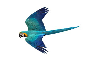 Renkli uçan Mavi ve Altın makav papağanı kırpma yolu ile beyaz arka planda izole.