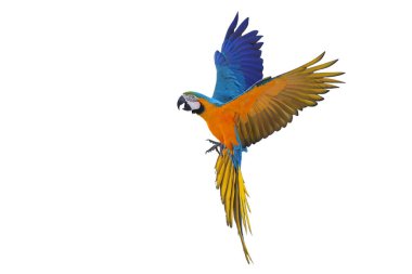 Renkli uçan Mavi ve Altın makav papağanı kırpma yolu ile beyaz arka planda izole.