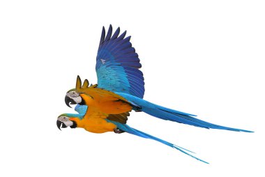 Renkli uçan mavi ve altın renkli papağanlar beyaz arka planda kırpma yolu ile izole edilmiş..