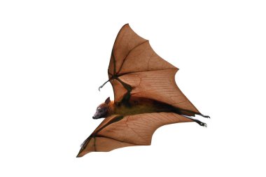 Kesme yolu olan beyaz arka planda yarasa uçuşları izole edildi. 