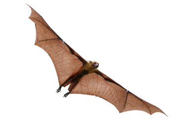 Kesme yolu olan beyaz arka planda yarasa uçuşları izole edildi. 