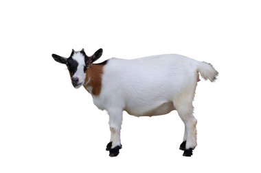 Pigme keçisi kırpma yolu ile beyaz arkaplanda izole edildi.