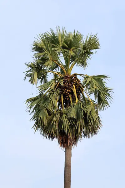 Toddy palmiye ağaçlarında tüketilmek üzere toplanmaya hazır birçok toddy palmiyesi var..