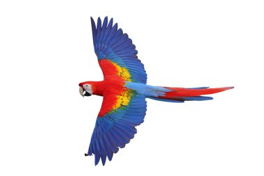 Renkli uçan Kırmızı Macaw papağanı kırpma yolu ile beyaz arkaplanda izole edildi.