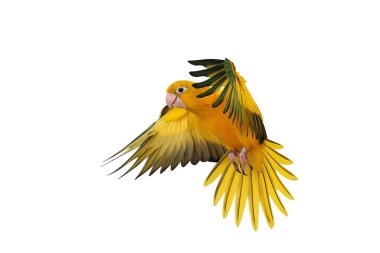 Renkli uçan Altın Conure papağanı kırpma yolu ile beyaz arka planda izole edildi.