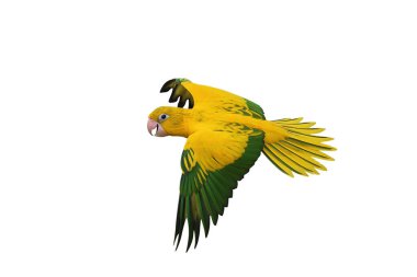 Renkli uçan Altın Conure papağanı kırpma yolu ile beyaz arka planda izole edildi.