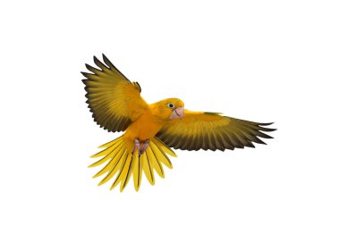 Renkli uçan Altın Conure papağanı kırpma yolu ile beyaz arka planda izole edildi.