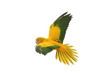 Renkli uçan Altın Conure papağanı kırpma yolu ile beyaz arka planda izole edildi.