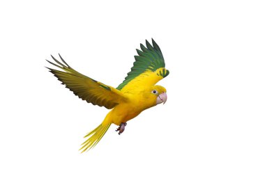 Renkli uçan Altın Conure papağanı kırpma yolu ile beyaz arka planda izole edildi.