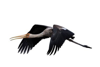 Güzel uçan Boyalı Leylek kırpma yolu ile beyaz arkaplanda izole edildi.