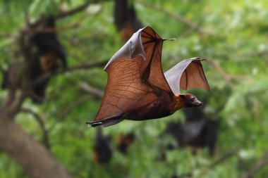 Ormanda uçan güzel yarasa. Lyle 'ın uçan tilkisi